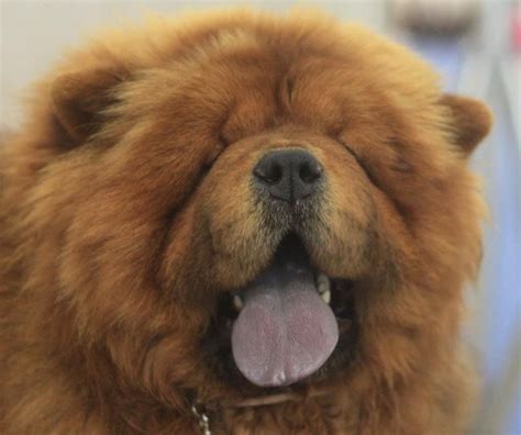  Its Chow Chow parent is prone to eyelid diseases